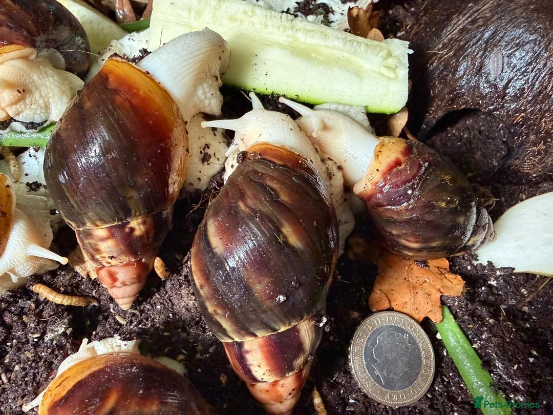 Snails invertebrates for sale: Giant African land snails for sale  - Advert 2