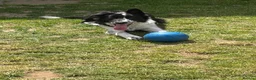 Border Collie dogs for sale: Charlie  - Advert 10