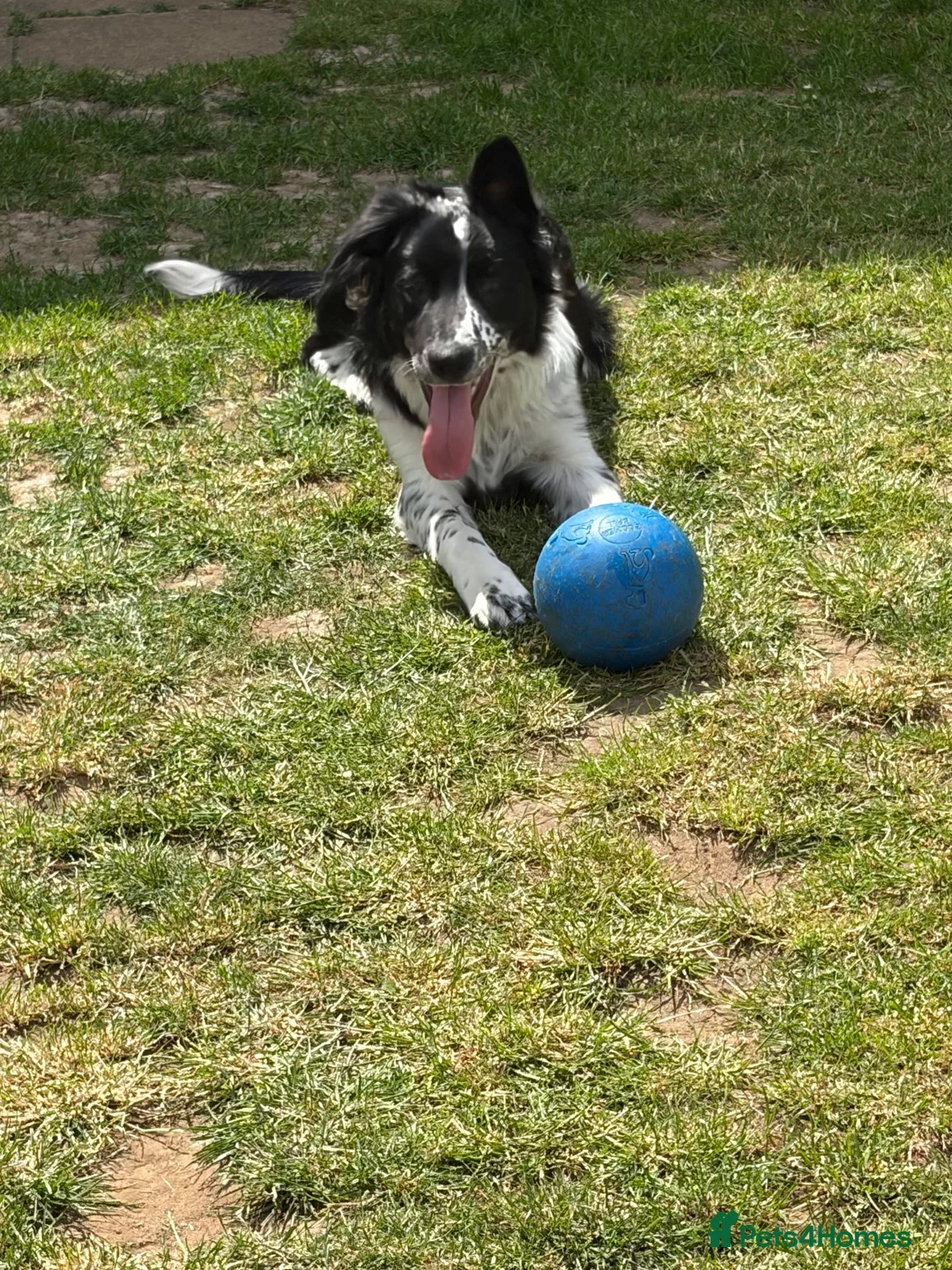 Border Collie dogs for sale: Charlie  - Advert 10