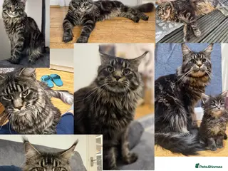 Maine Coon cats Maine Coon Stud Sheru โ Euro Lines - Advert 1
