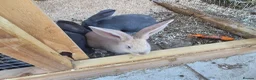 Continental Giant rabbits for sale: Giant continental rabbits  - Advert 7