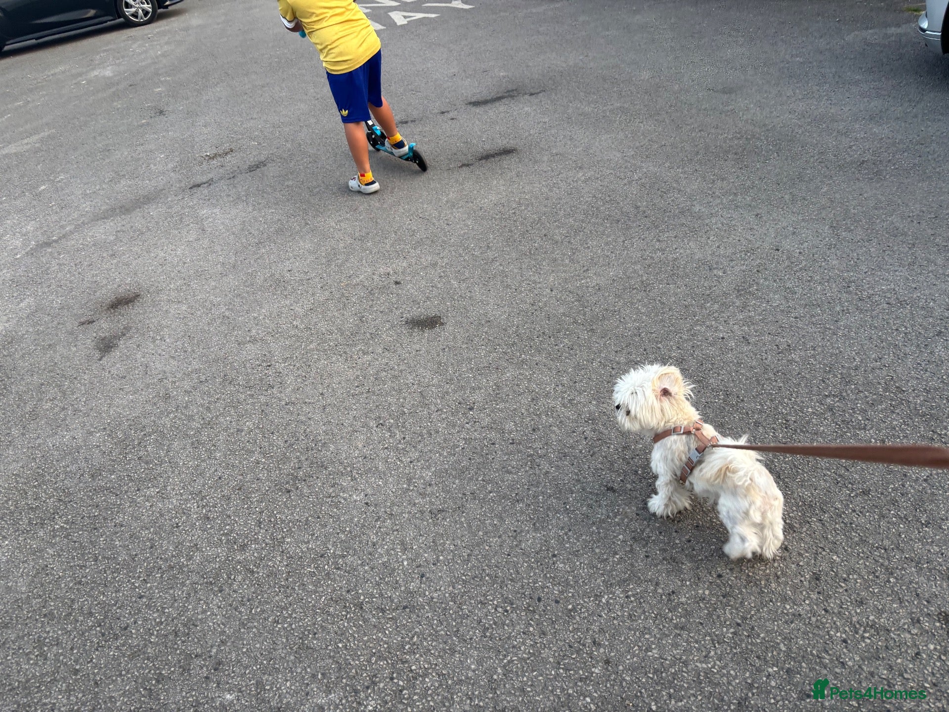 Mixed Breed dogs for sale: Bonnie, Our family pet - Advert 2