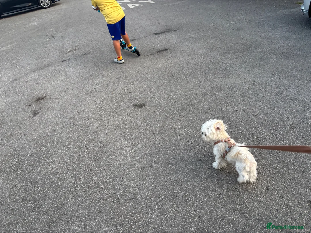 Mixed Breed dogs for sale: Bonnie, Our family pet - Advert 1