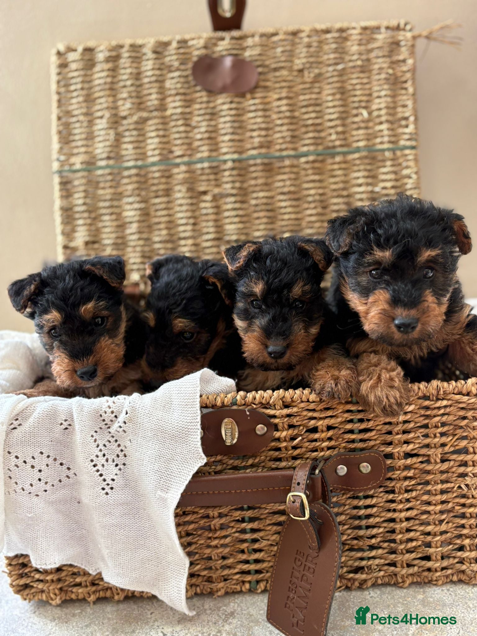 Welsh Terrier dogs Welsh terriers excellent pedigree  - Advert 4