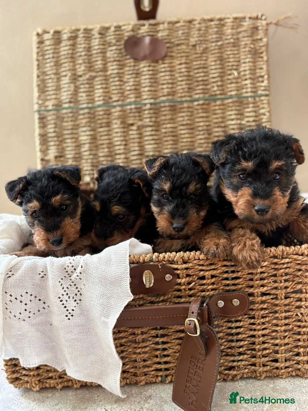 Welsh Terrier dogs for sale: Welsh terriers excellent pedigree  - Advert 1