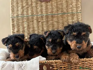 Welsh Terrier dogs Welsh terriers excellent pedigree - Advert 4