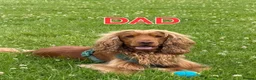 Cocker Spaniel dogs for sale: Beautiful 100% Cocker Spaniel puppies- litter of 6 - Advert 24