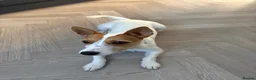 Jack Russell dogs for sale: Refining Pip - 19 month old jack russell terrier  in Redditch - Advert 2