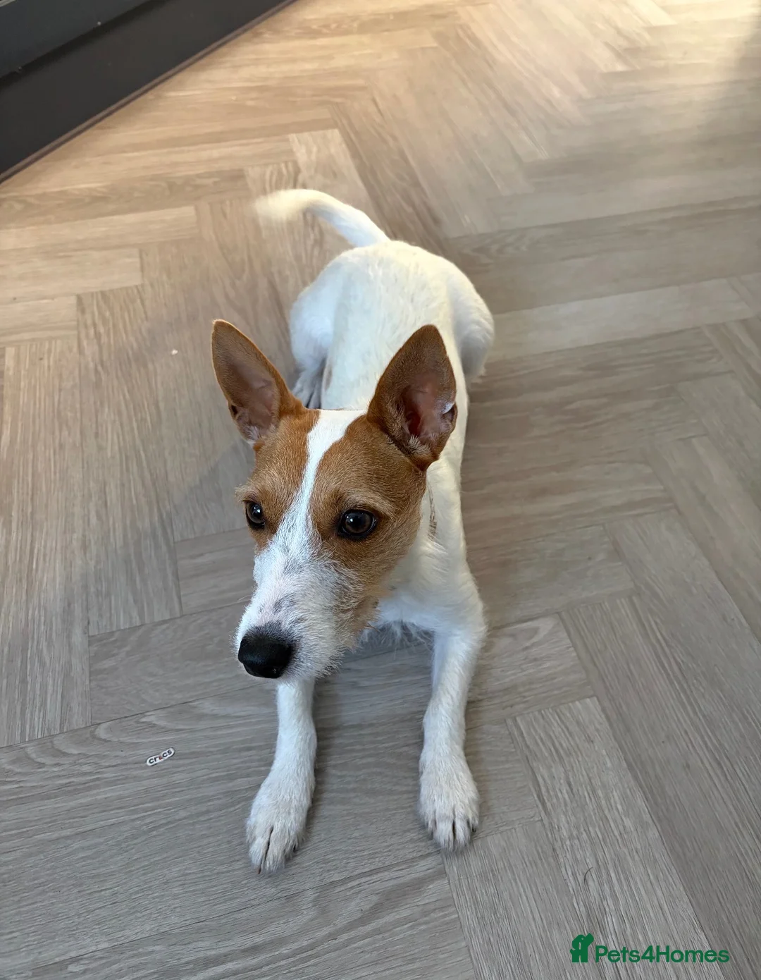 Jack Russell dogs for sale: Refining Pip - 19 month old jack russell terrier  in Redditch - Advert 2