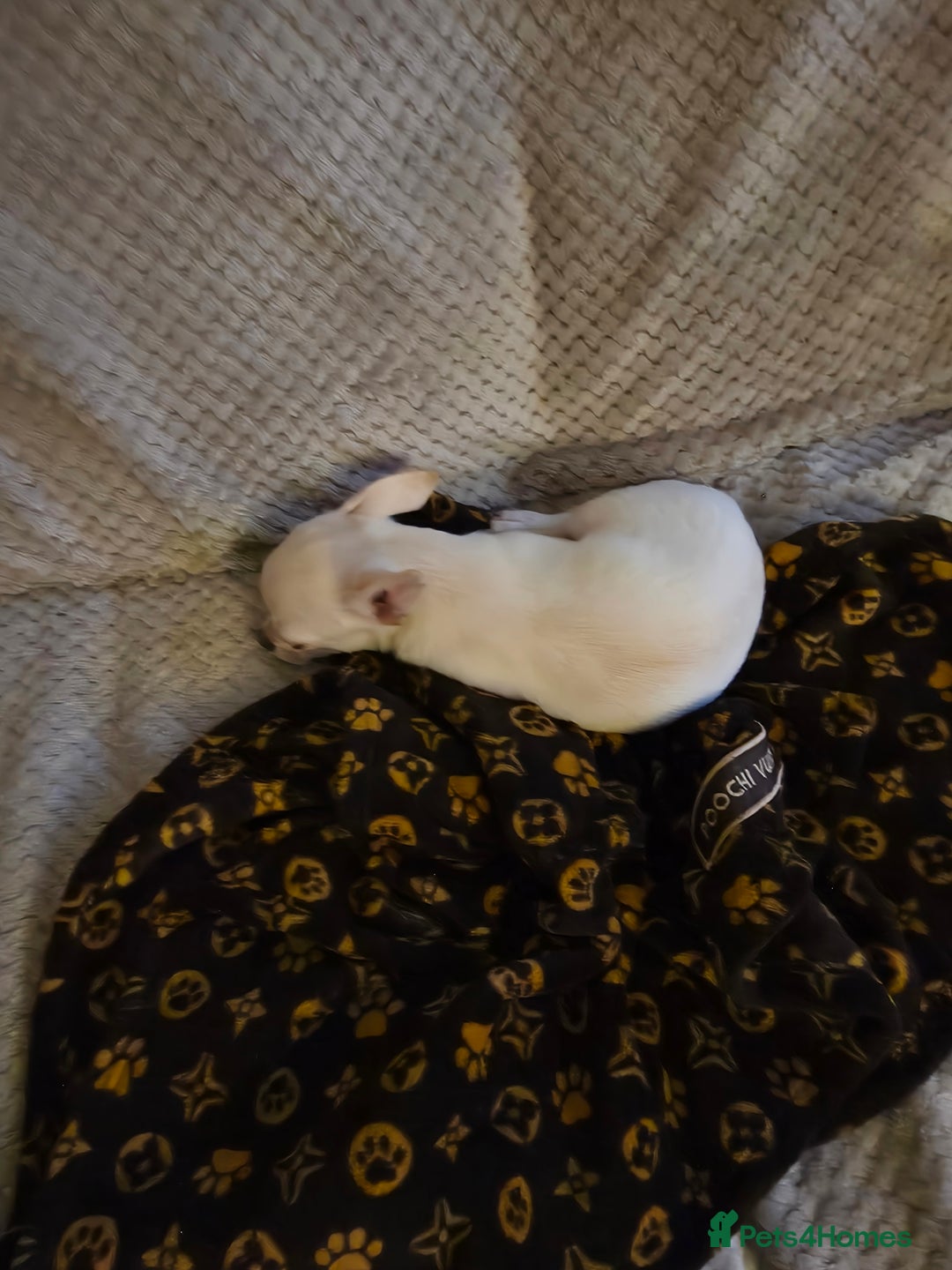 Chihuahua dogs for sale: Beautiful white male chihuahua puppy  - Advert 4