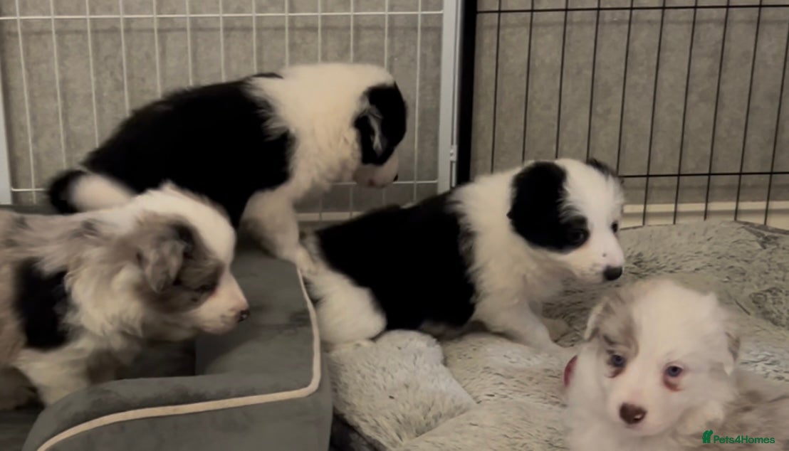 Border Collie dogs Border Collie black and white - Advert 9