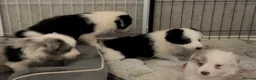 Border Collie dogs for sale: Border Collie black and white - Advert 3