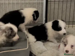 Border Collie dogs Border Collie black and white - Advert 9