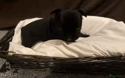French Bulldog dogs for sale: 7 beautiful French bulldog puppies for sale - Image 25