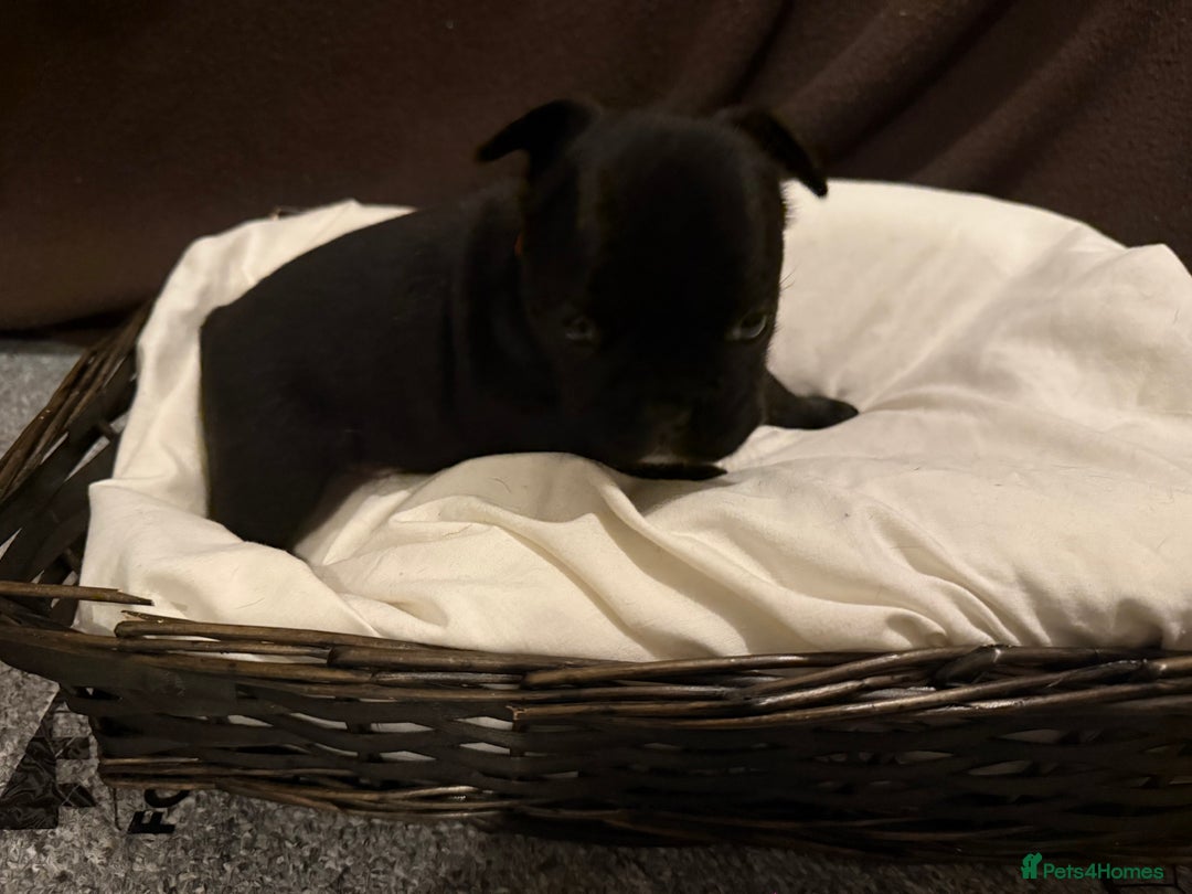 French Bulldog dogs for sale: 7 beautiful French bulldog puppies for sale - Image 25