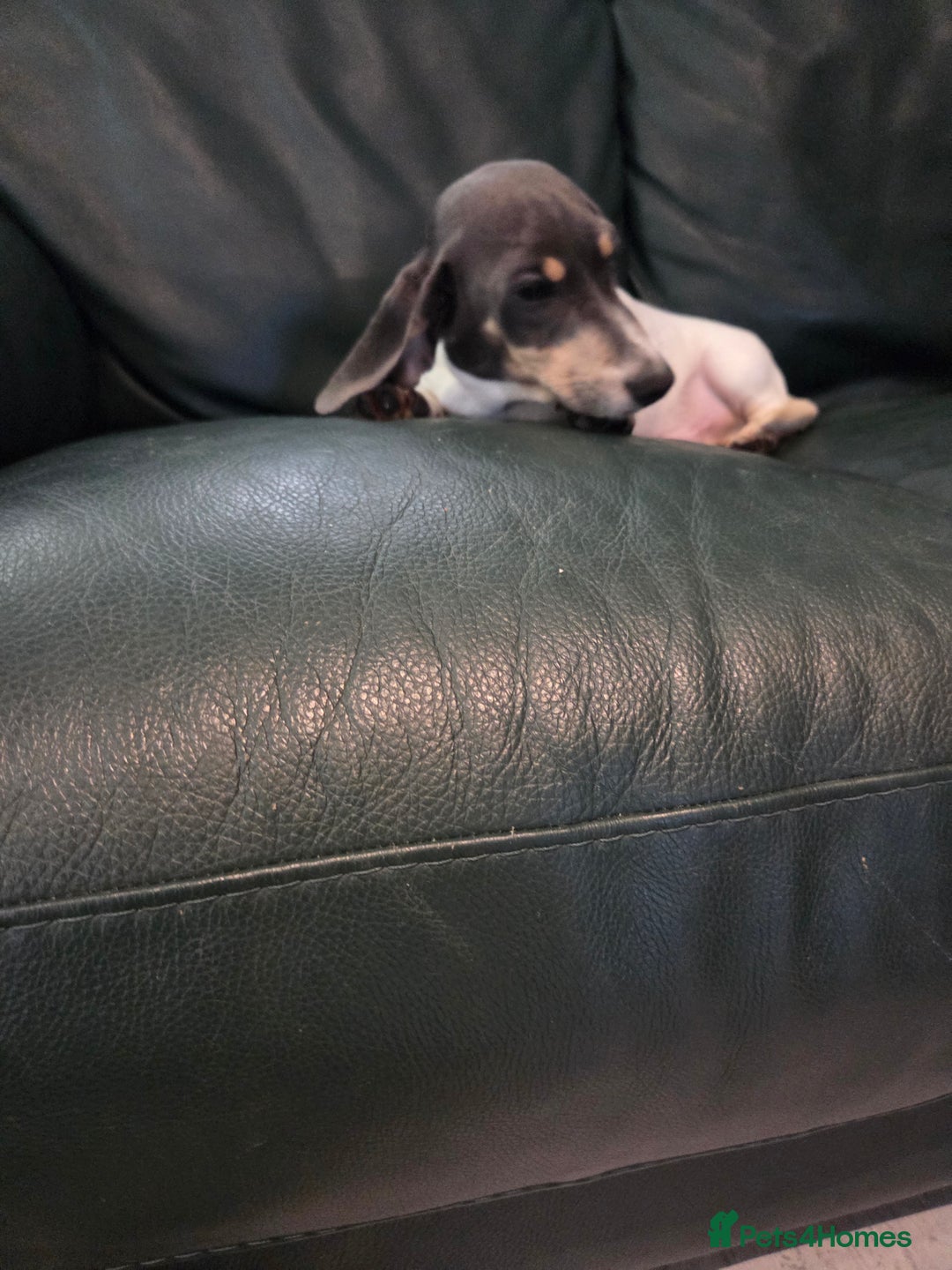 Miniature Dachshund dogs for sale: Kc registered Beautiful mini dachshund puppies - Advert 14