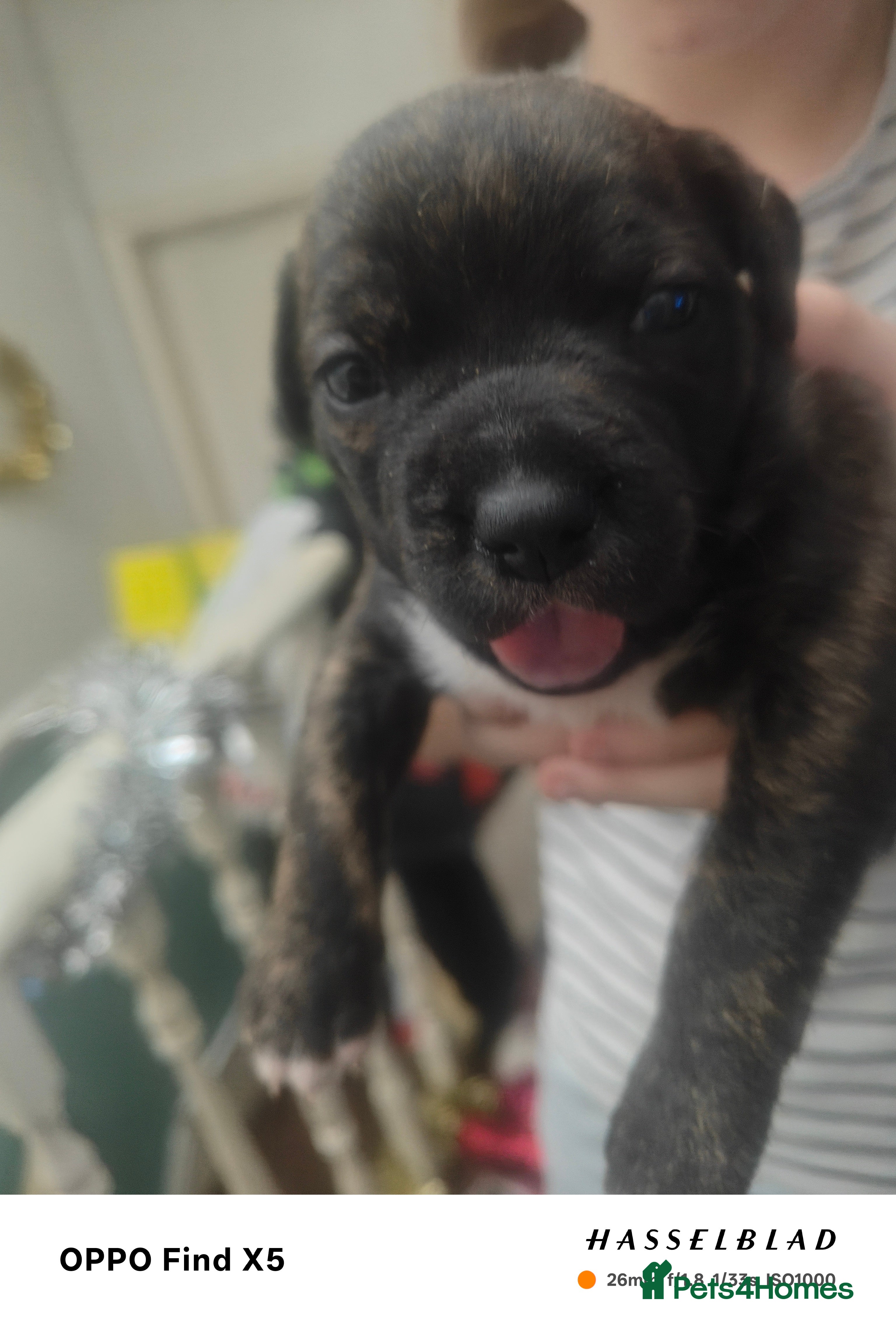 Staffordshire Bull Terrier dogs Beautiful female Staffordshire bull terrier puppy  - Advert 1