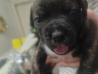 Staffordshire Bull Terrier dogs Beautiful female Staffordshire bull terrier puppy - Advert 1