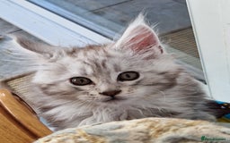 Maine Coon cats for sale: Stunning maine coon kittens - Image 12