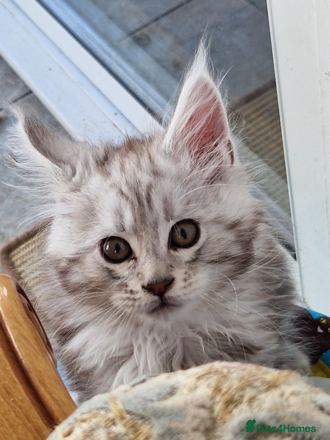 Maine Coon cats for sale: Stunning maine coon kittens - Image 12