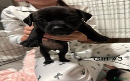 Mixed Breed dogs for sale: Puppies  - Advert 4