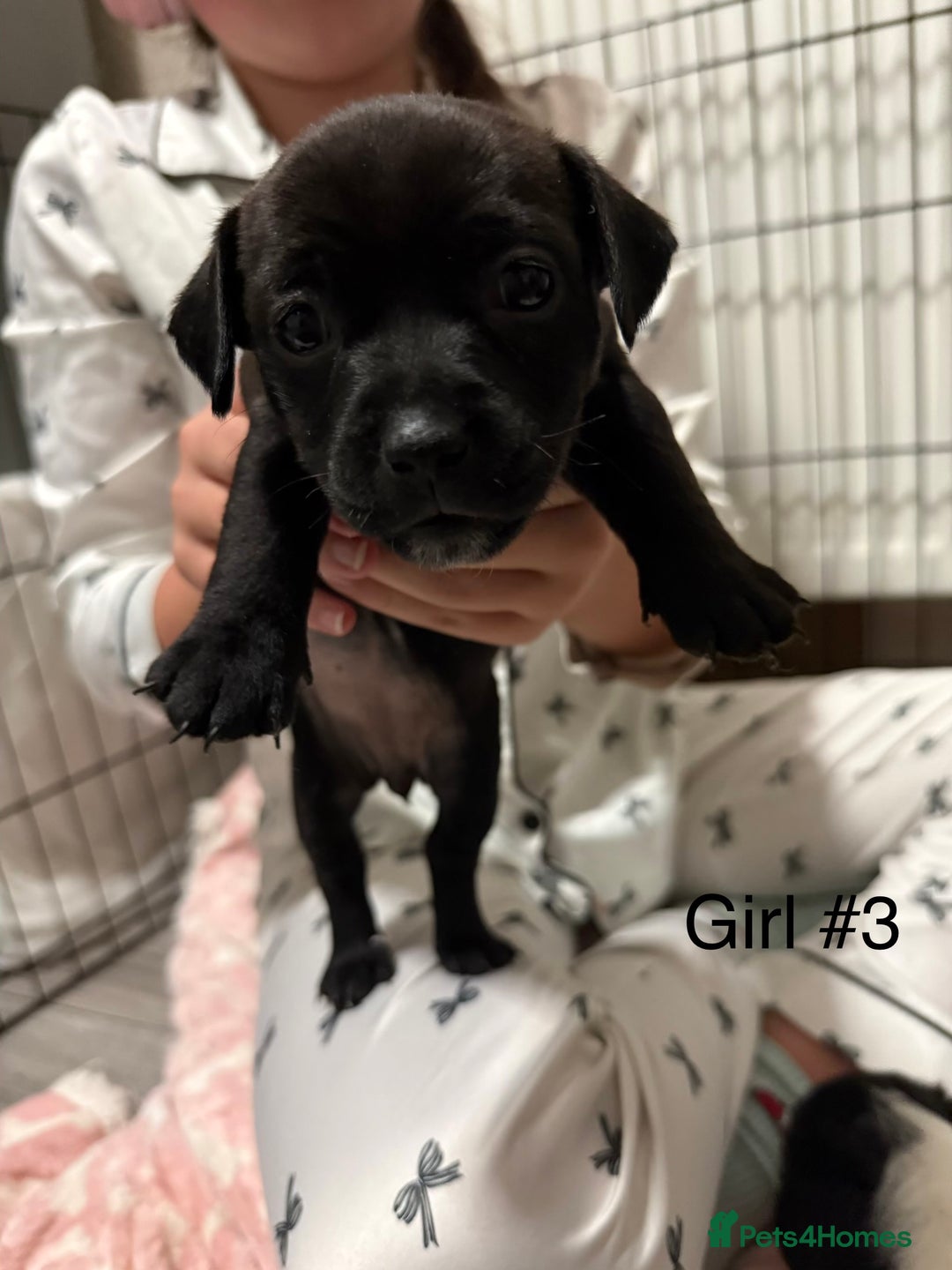 Mixed Breed dogs for sale: Puppies  - Advert 4