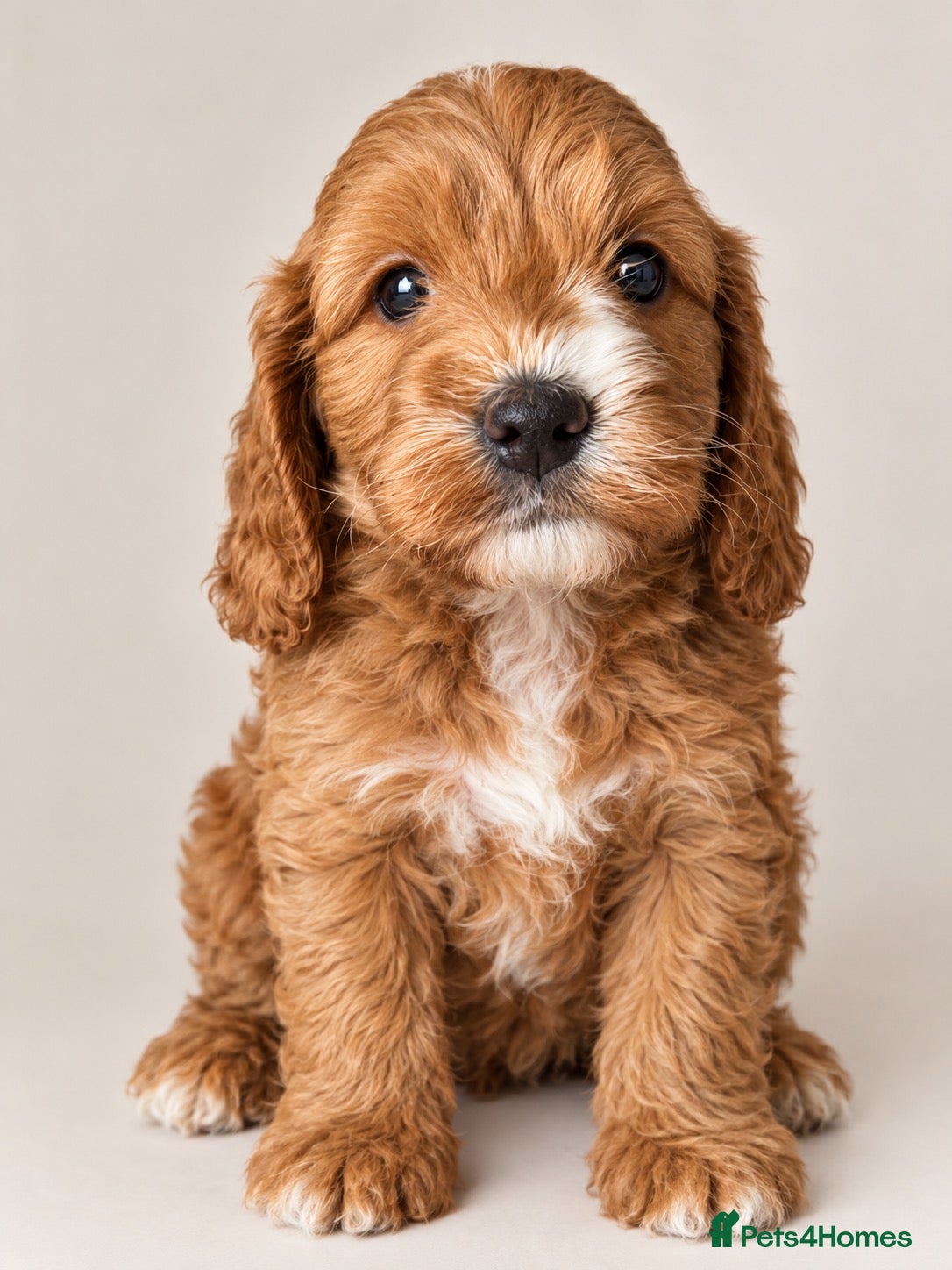 Cockapoo dogs Deep red cockapoo’s  - Advert 1