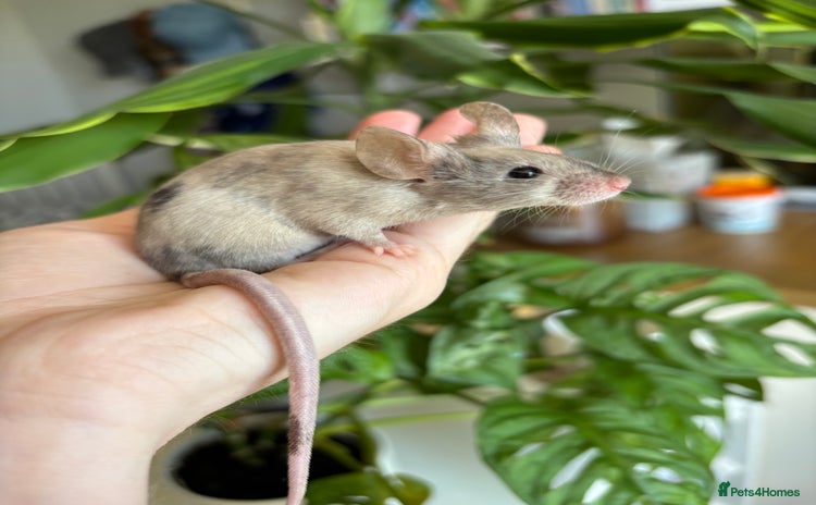 Mouse rodents - Advert 1