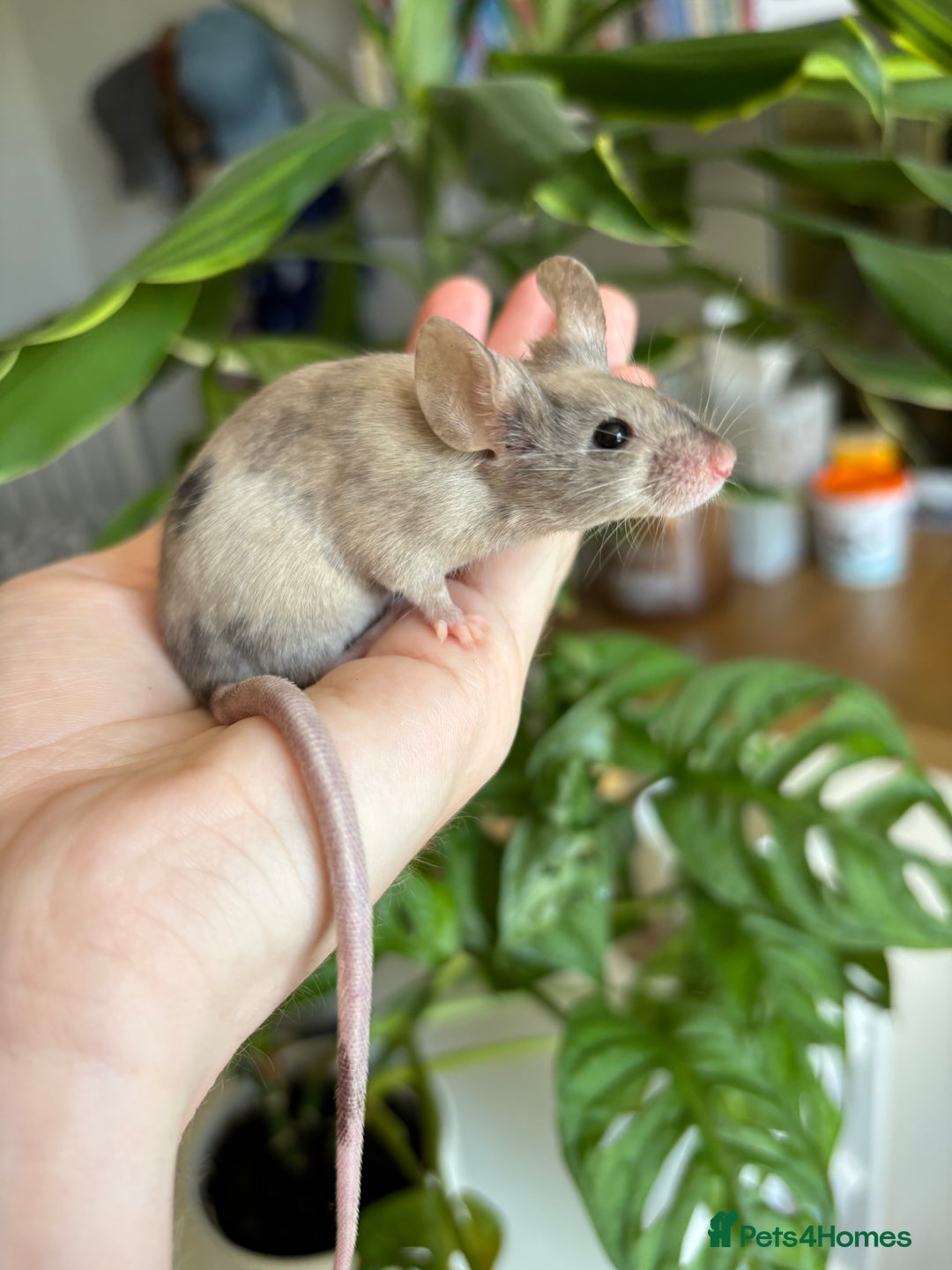 Mouse rodents for sale: Fancy Mice for Sale - Image 1