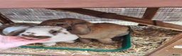 French Lop rabbits for sale: Very friendly lop eared rabbits, neutered  - Advert 1