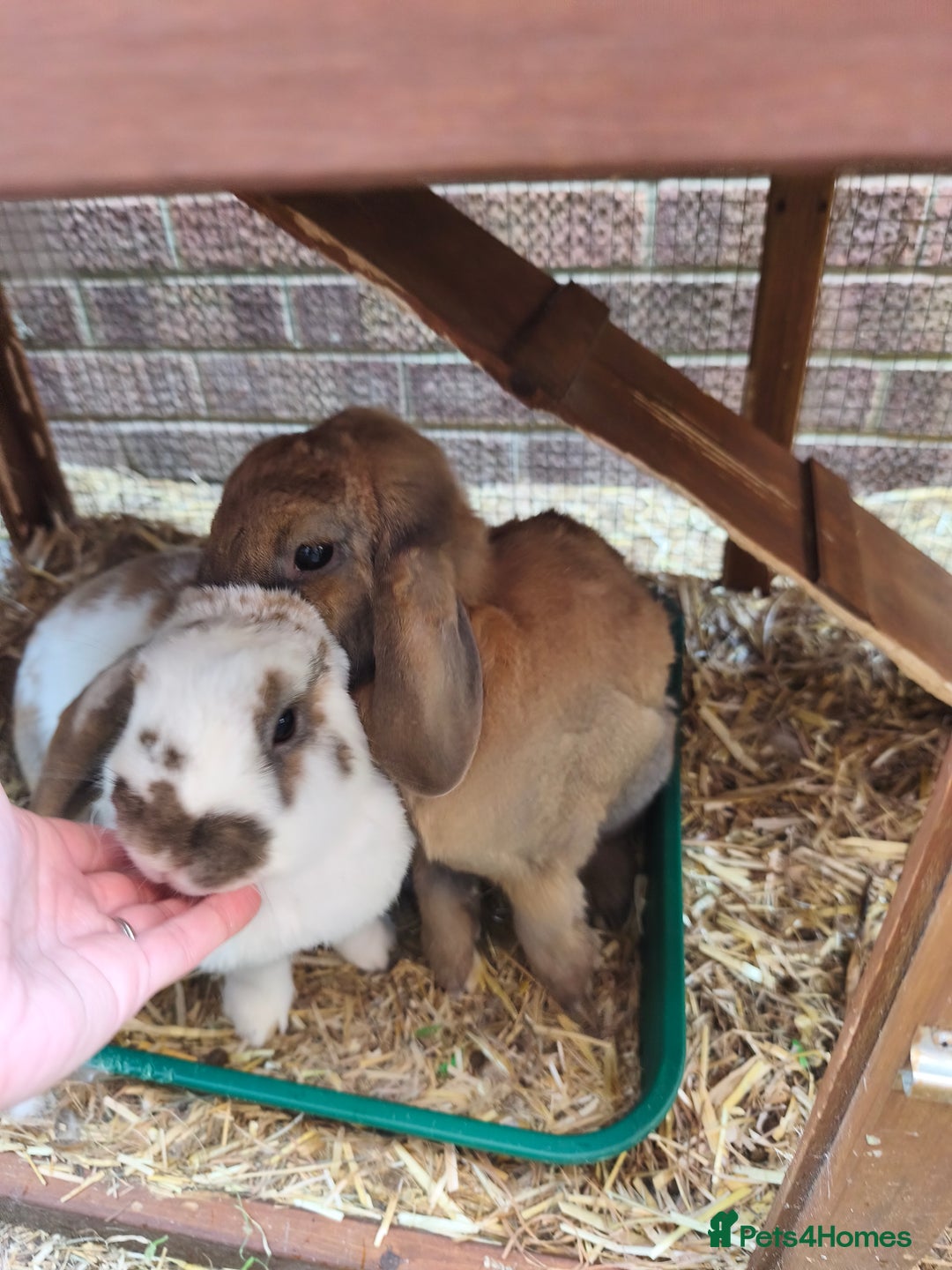 French Lop rabbits for sale: Very friendly lop eared rabbits, neutered  - Advert 1