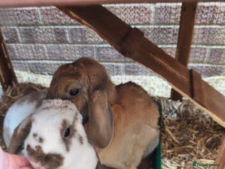 French Lop rabbits Very friendly lop eared rabbits, neutered - Advert 1