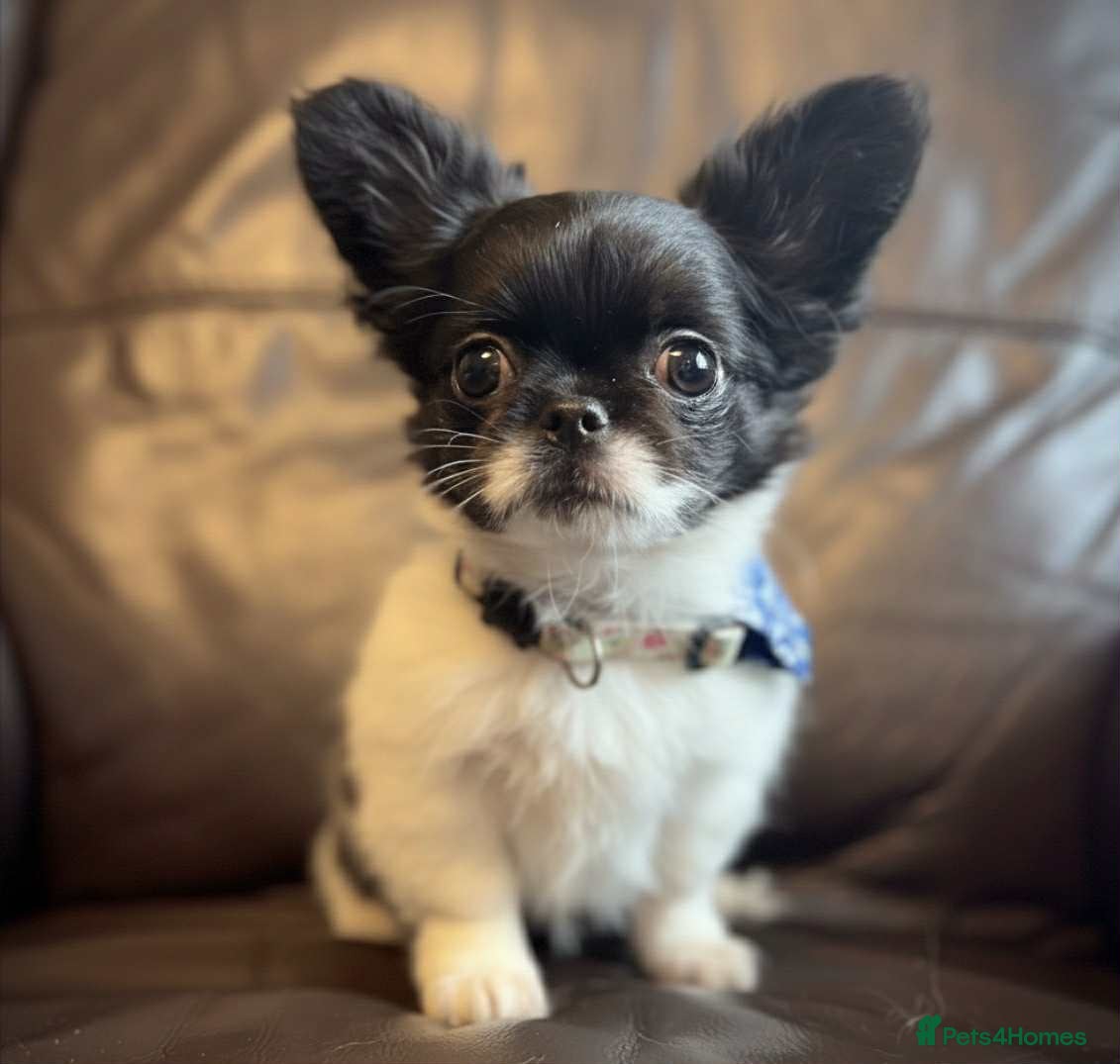 Chihuahua dogs Chihuahua  - Advert 16