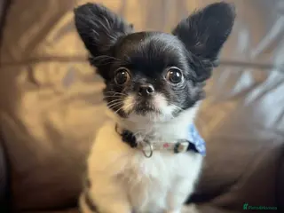 Chihuahua dogs Chihuahua - Advert 16