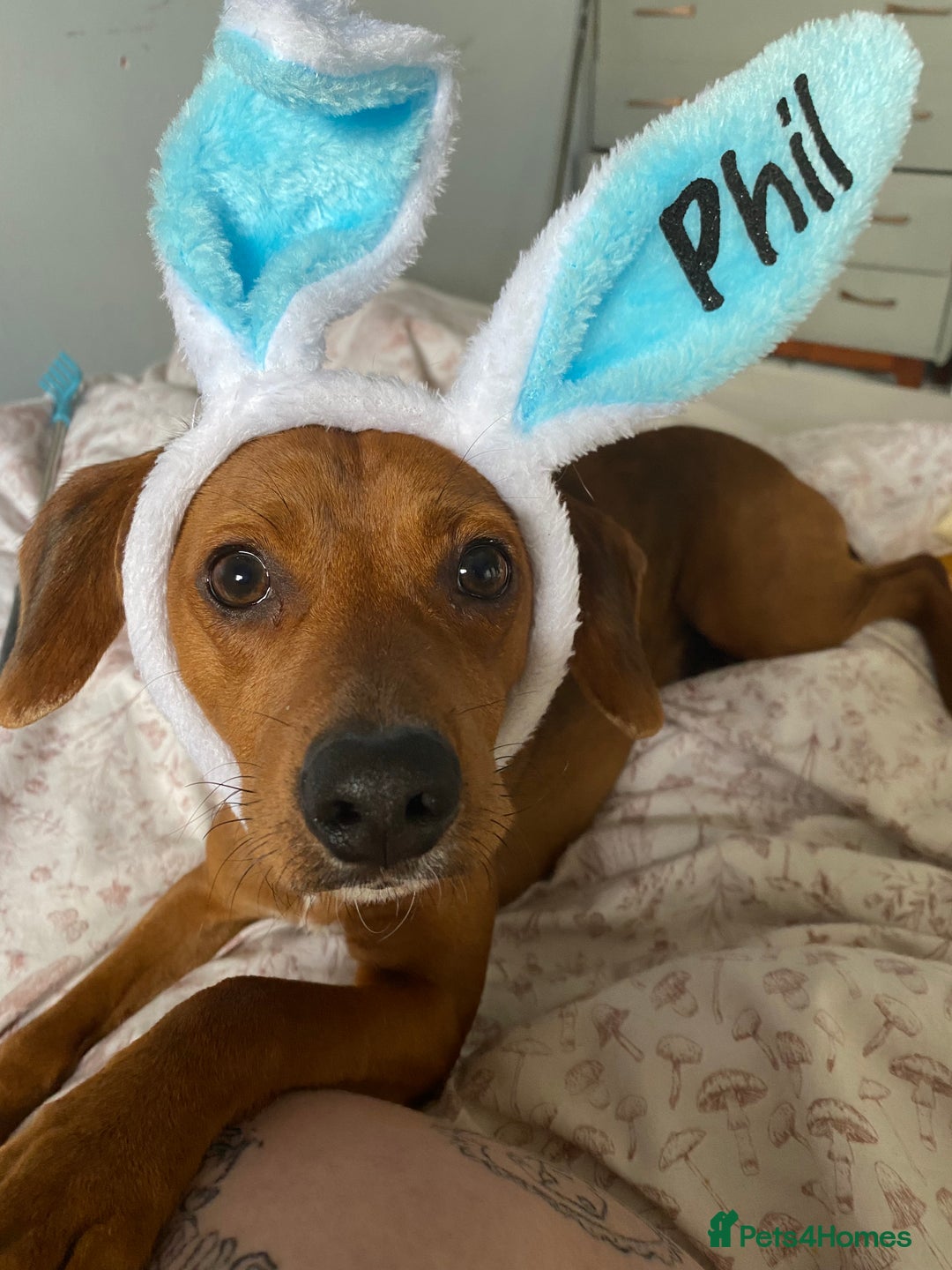 Mixed Breed dogs for sale: meet Phil  - Advert 6