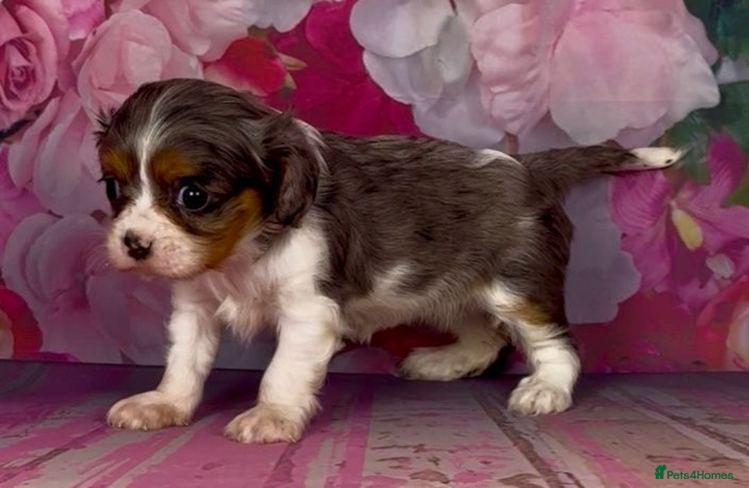 Cavalier King Charles Spaniel dogs for sale: Merle cavalier King Charles  - Image 9