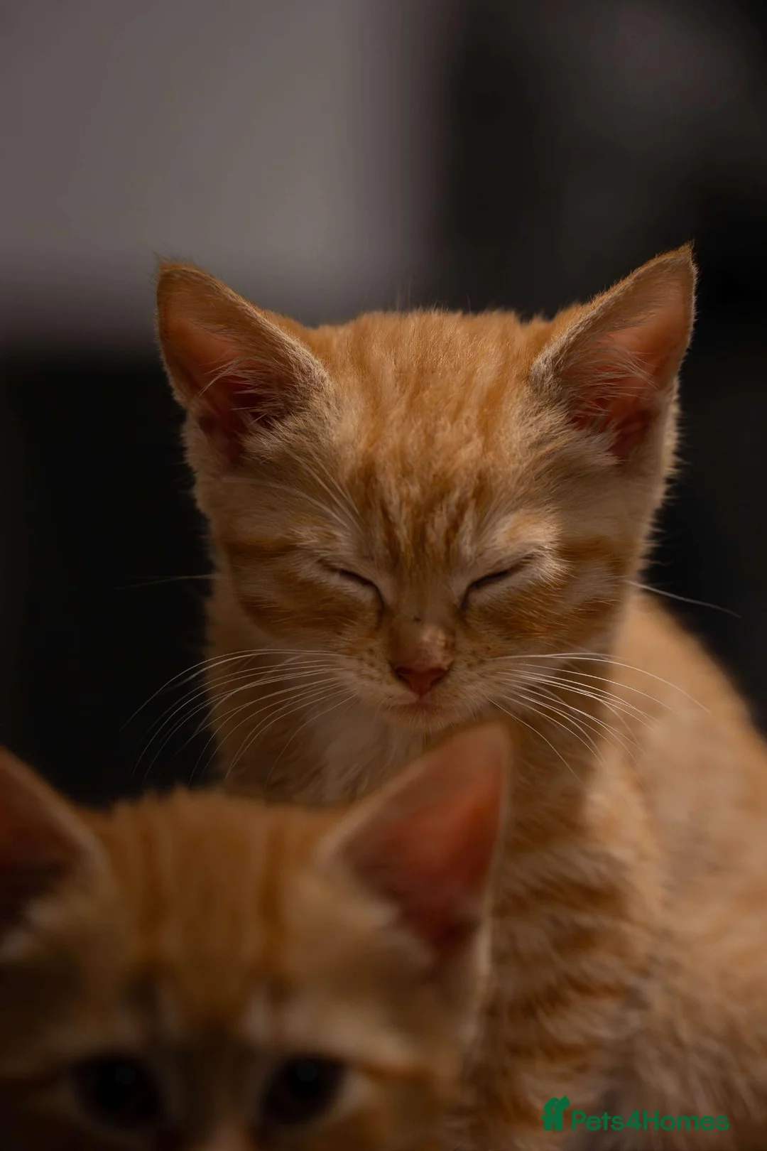 Mixed Breed cats for sale: Two ginger females in Shefford - Advert 6
