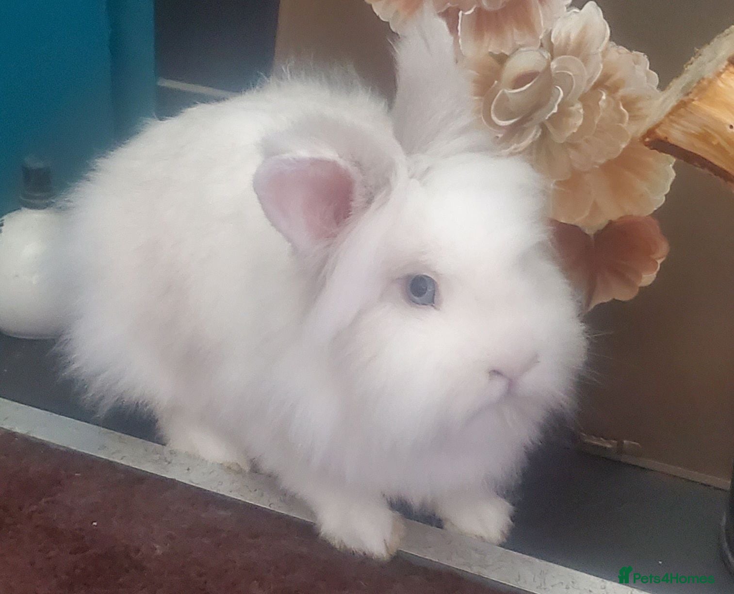 Lionhead rabbits Pure White Lionhead Rabbit- 2 years old - Advert 1