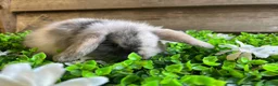 Mini Lop rabbits for sale: Gorgeous pure Mini lops  - Advert 17