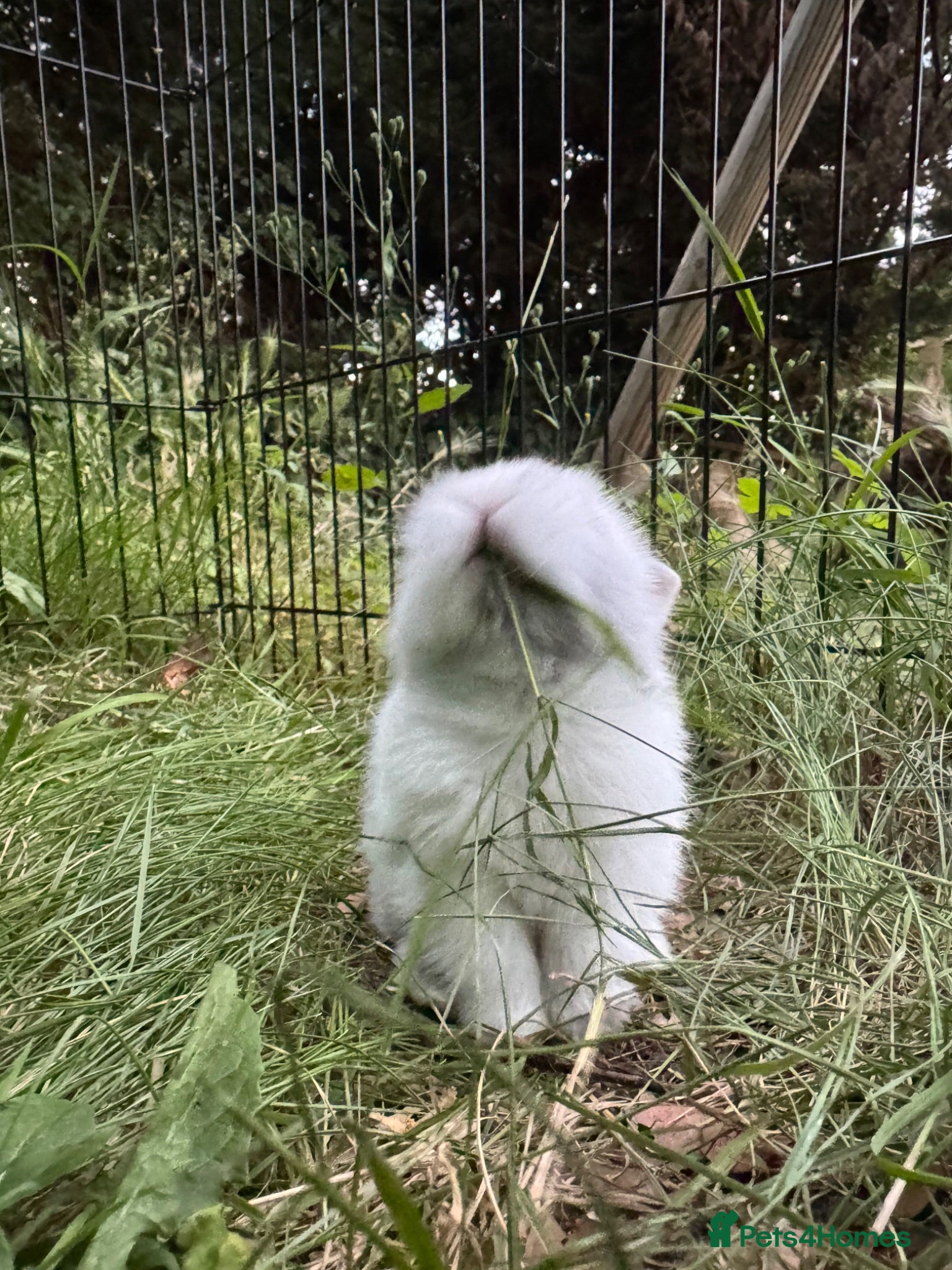 Mixed Breed rabbits 3 baby rabbits ready for reservation  - Advert 1