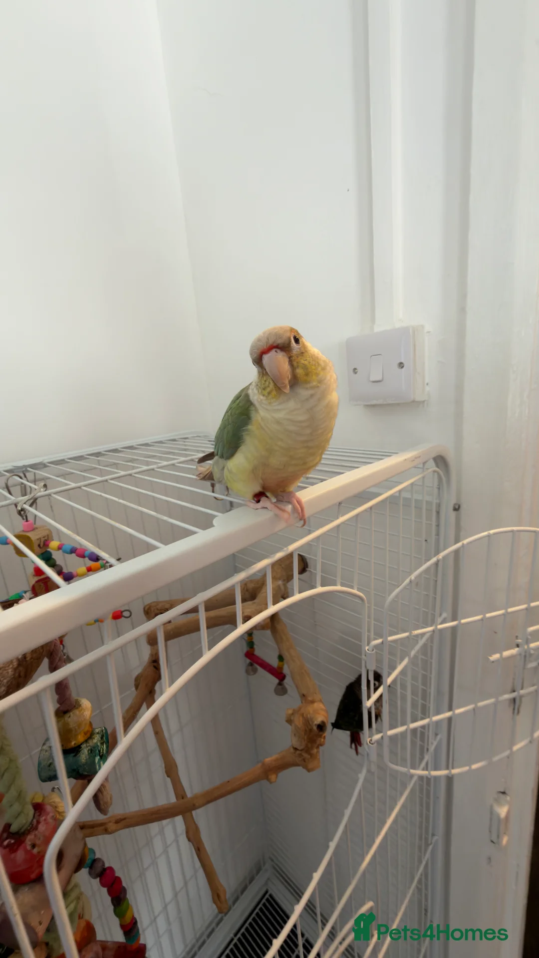Parrots birds for sale: 2 talking baby parrots in South Ockendon - Advert 8