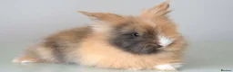 Lionhead rabbits for sale: *Ready Now* Double-maned Lionhead Rabbits 🐰 - Advert 8