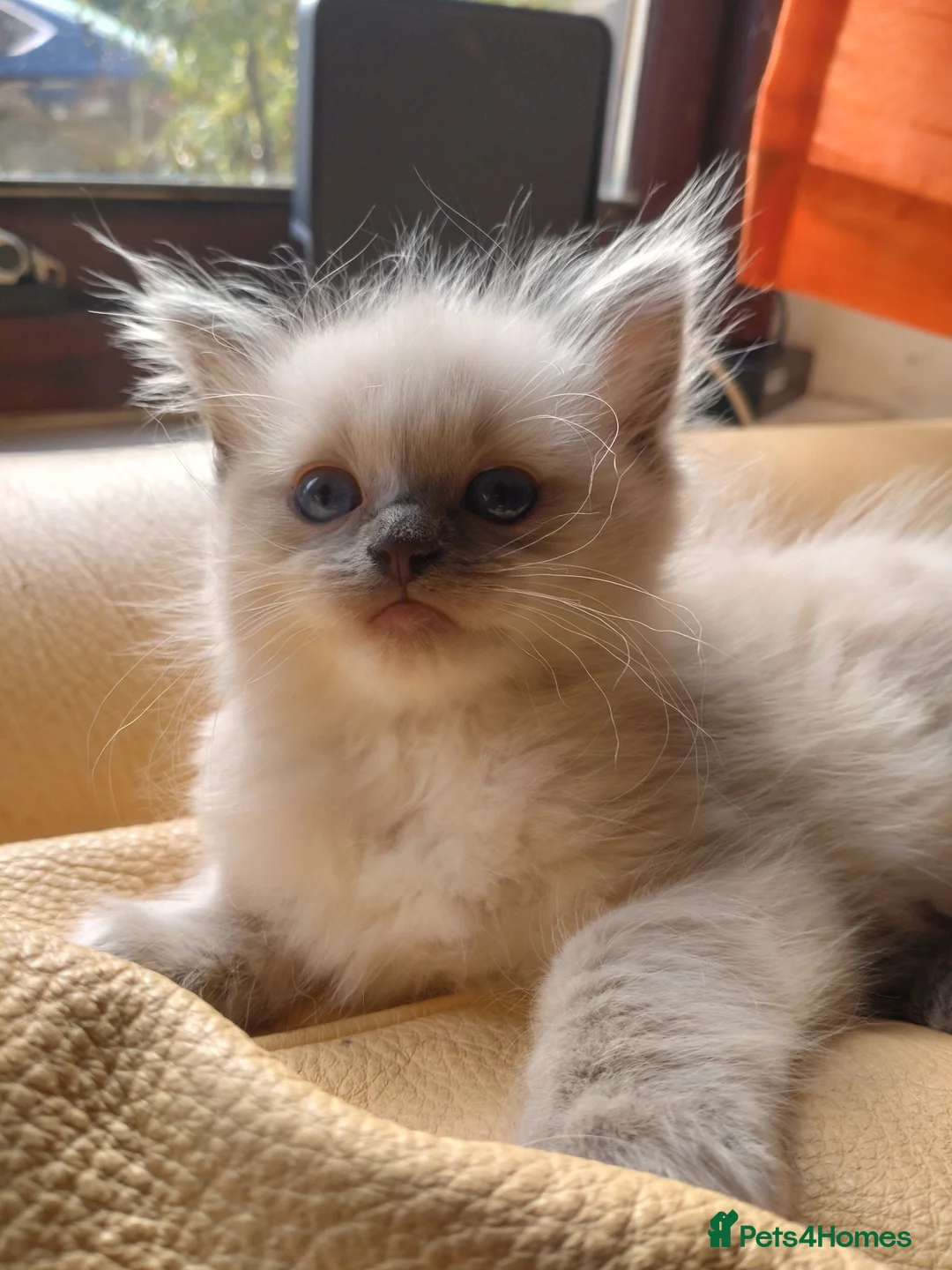 Ragdoll cats for sale: Blue point ragdoll girl kitten  - Advert 1