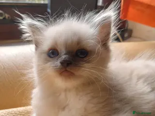 Ragdoll cats Blue point ragdoll girl kitten - Advert 1