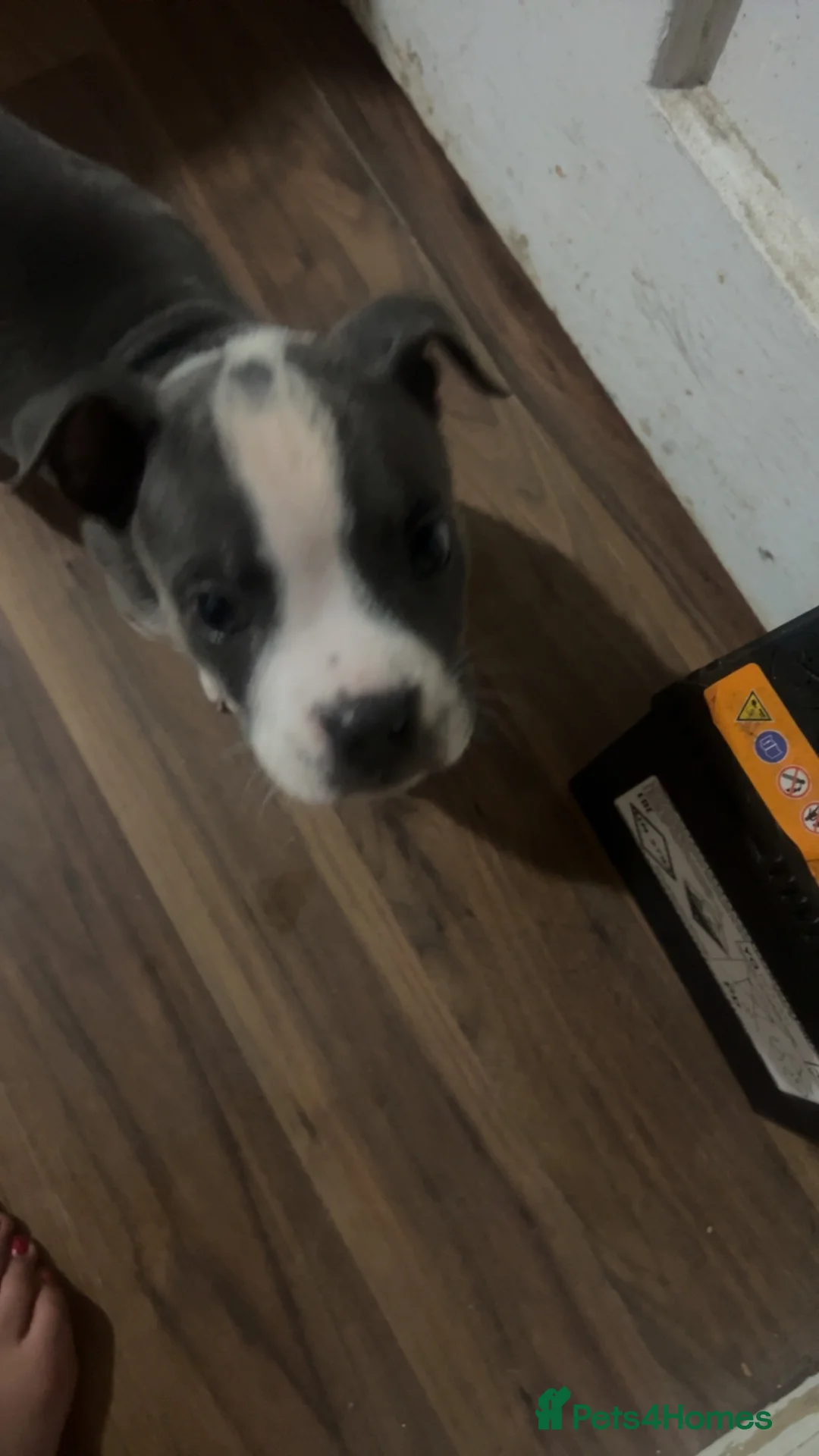 Staffordshire Bull Terrier dogs for sale: Staff in Gloucester - Advert 1