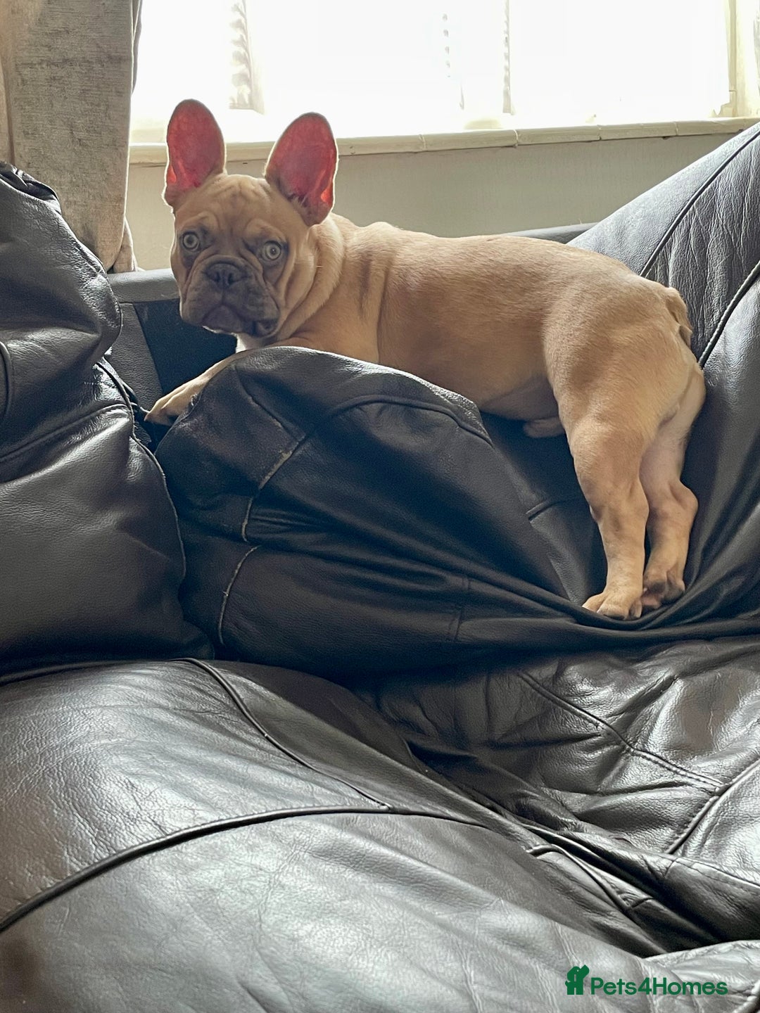 French Bulldog dogs for sale: Milo, Lovable boy Frenchie, amazing price 💫 - Image 10