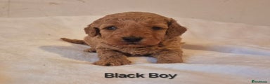 Miniature Poodle Black Boy