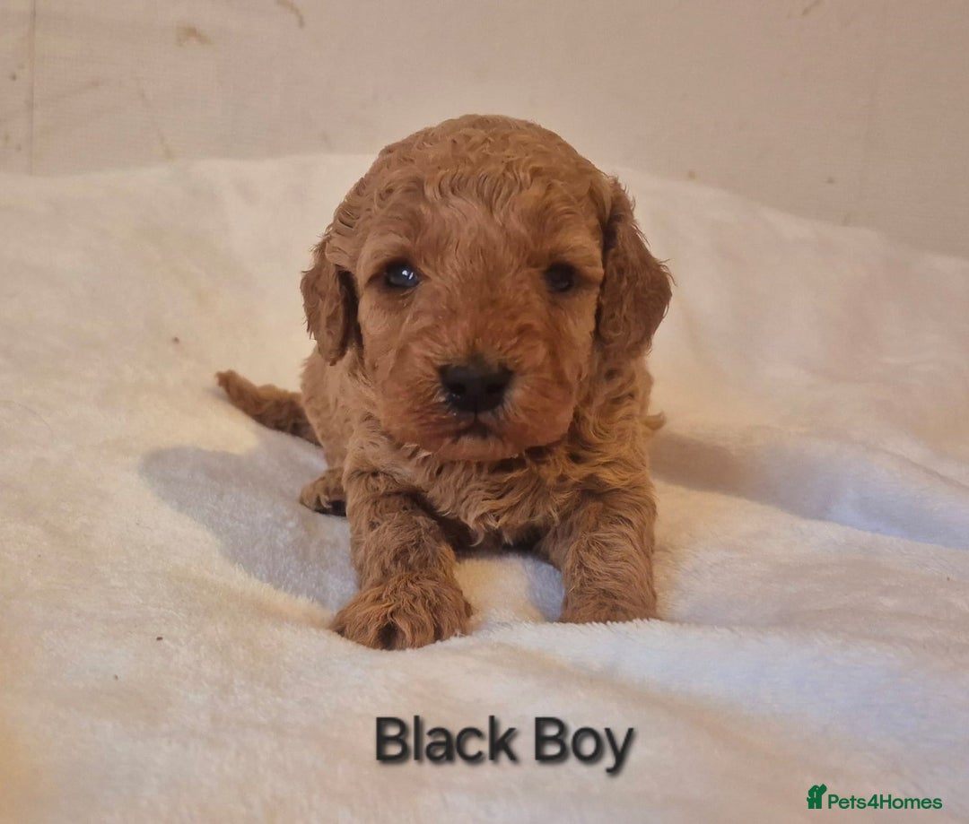 Miniature Poodle dogs for sale: Stunning Health Tested Red Miniature Poodles - Advert 8