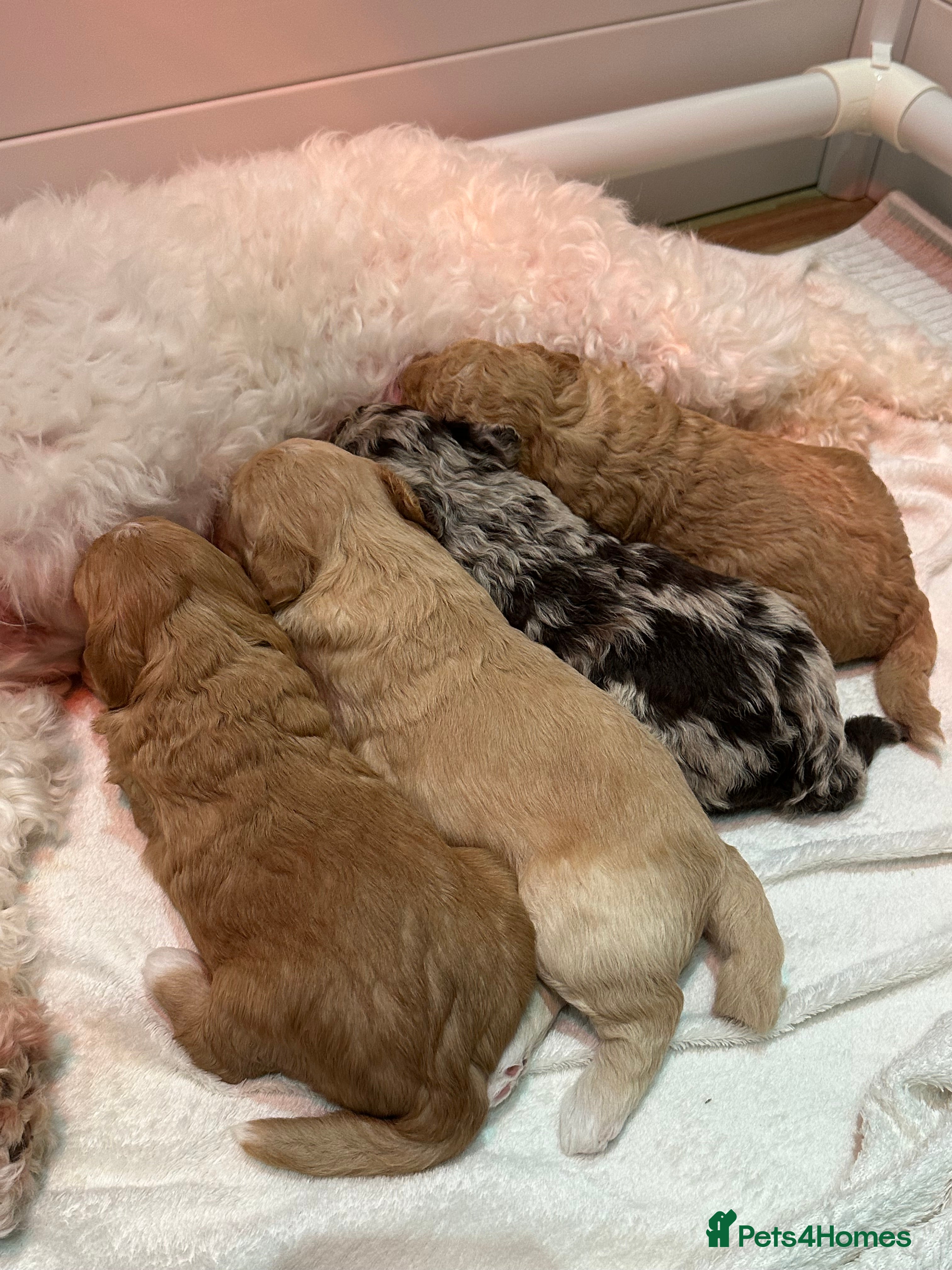 Cavapoo dogs F1B Cavapoo Puppies - Advert 4