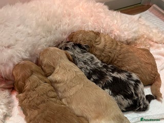 Cavapoo dogs F1B Cavapoo Puppies - Advert 4